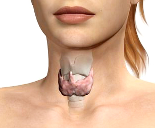 Щитовидная-железа