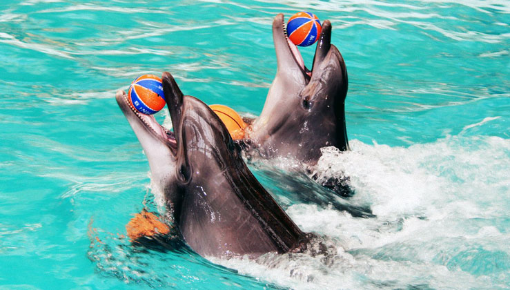 дельфины шоу