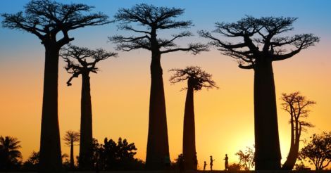 Баобаб-страна: Что смотреть и чего не бояться на Мадагаскаре