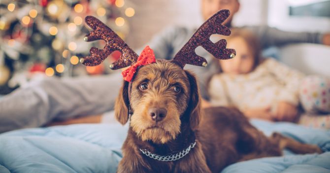 Сознательно: Как позаботиться о любимых собаках в новогодние праздники