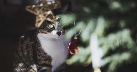 Сознательно: Как позаботиться о котах в новогодние праздники