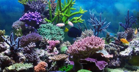 Кораллы могут исчезнуть из-за глобального потепления