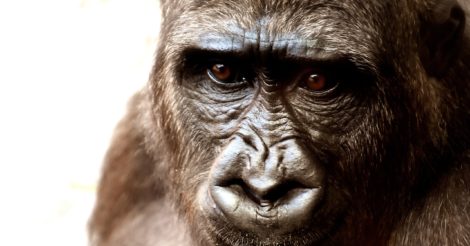 Коронавирус в Африке: большие обезьяны оказались на карантине