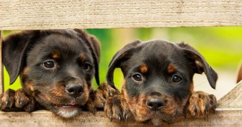Благотворительный фонд «Happy Paw» обеспечивает одиноких пожилых людей кормом для их домашних любимцев.