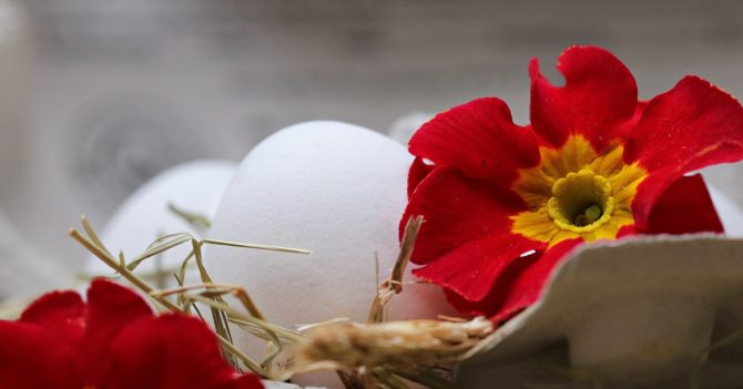 Куриные яйца: польза и вред для здоровья