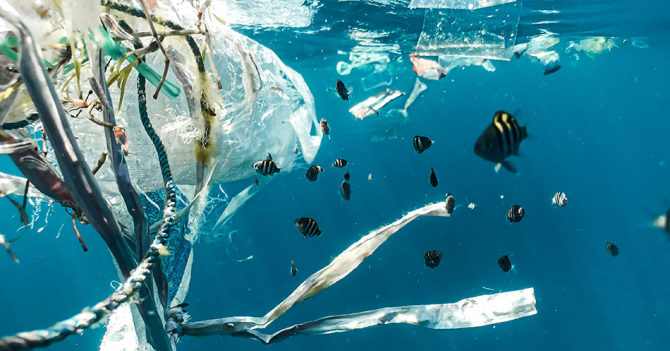 В океане образовалась новая экосистема: она из пластика