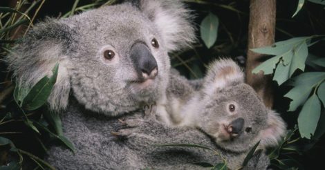 Коалы в Австралии могут исчезнуть к 2050 году: их признали вымирающим видом