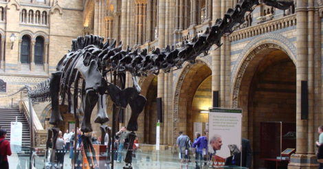 Динозавры болели ОРВИ: ученые сделали неожиданное открытие