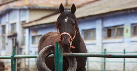 Київський іподром просить про допомогу: 300 коней можуть померти від голоду