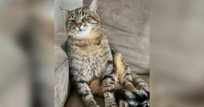 Кіт Степан зібрав понад $10 тисяч для допомоги тваринам в Україні