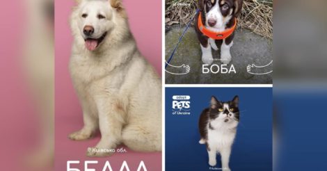 В Україні з'явився ще один проект, який допомагає тваринам знайти нових господарів