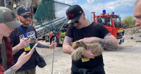 У Бородянці зі знищеної будівлі врятували кота: він шукає нову сім'ю
