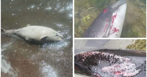 Загинули тисячі дельфінів у Азовському та Чорному морях через дії окупантів