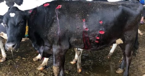 На Сумщині тварини на фермі дістали поранення унаслідок обстрілу рф