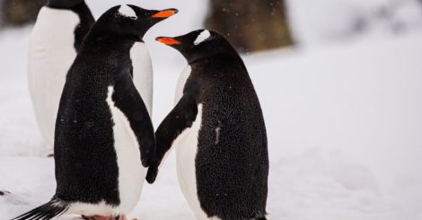 Кохання неодмінно переможе: українські полярники показали закоханих пінгвінів