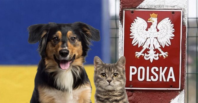 Вивезення тварин з України до Польщі: нові правила
