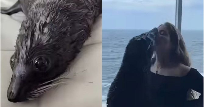 Знущання з морських котиків в Одесі: що сталося та безглузда відмазка дельфінарію "Немо"