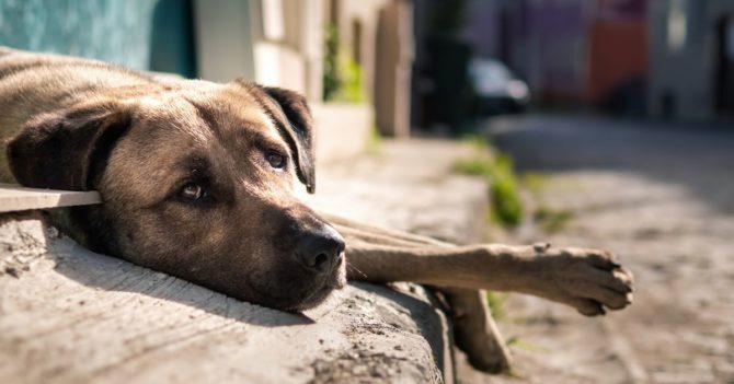 З початку 2023 року в Україні відкрито понад 8о кримінальних справ щодо жорстокого поводження з тваринами