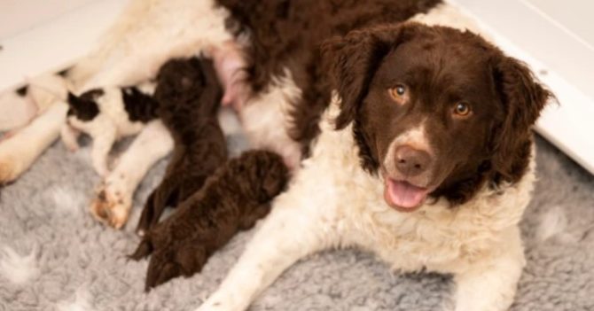 У Великій Британії вперше дала потомство найрідкісніша порода собак: фото