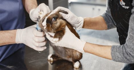 У Великій Британії дозволили тестування косметики на тваринах: подробиці