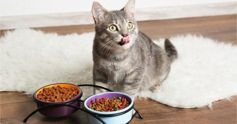 Кошачий корм: особенности выбора питания для любимца
