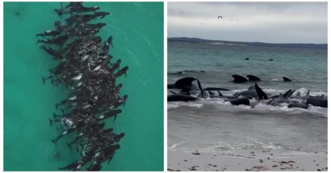 В Австралії приспали понад 40 чорних дельфінів, які повторно викинулися на берег: подробиці