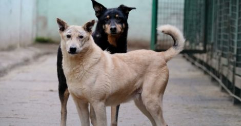 Гості магазинів «Фора» зібрали більше мільйона гривень на допомогу бездомним тваринам