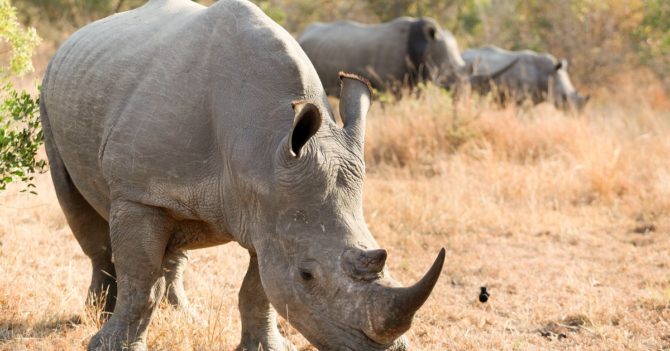 У ПАР зменшилася кількість браконьєрів на носорогів: деталі