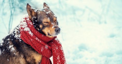 Як доглядати за улюбленцями взимку: пради спеціаліста
