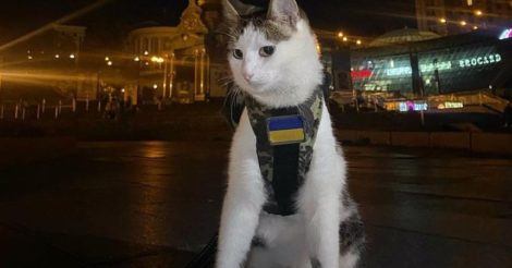 Бойові українські коти. Як пухнасті допомагають захисникам на фронті