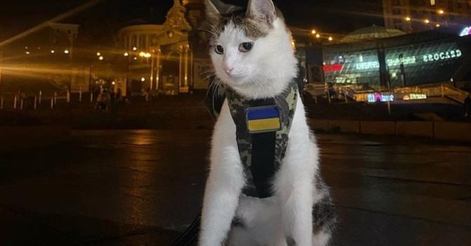 Бойові українські коти. Як пухнасті допомагають захисникам на фронті