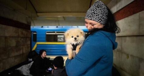 В Україні переглядають заборону на перебування тварин в укриттях