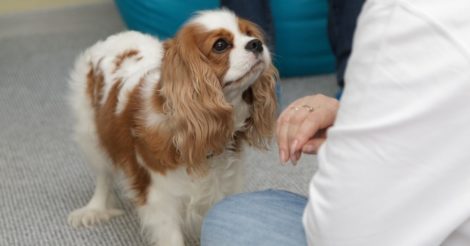 У Києві почав працювати перший центр психологічної терапії за допомогою собак