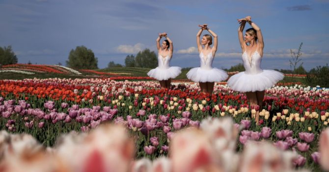 Три мільйони тюльпанів відкриють новий сезон у «Добропарку»