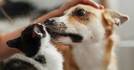 Ініціатива Save Pets of Ukraine перезапускає проєкт патронажу притулків: 16 шелтерів та ще більше допомоги для адопції тварин
