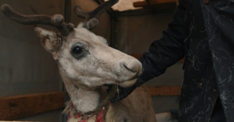 «У пошуках Ніки». Вийшов документальний фільм Станіслава Капралова про порятунок тварин під час війни в Україні