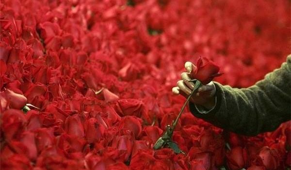 Ніко Піросмані: мільйон червоних троянд для Маргарити