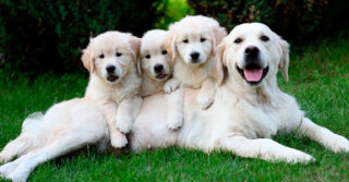Собаки-психотерапевти: шість найкращих пород