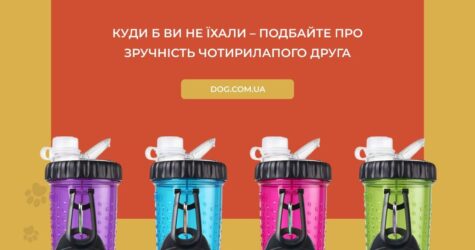 Що потрібно взяти з собою в подорож з собакою? Огляд необхідних зоотоварів та сухого корму