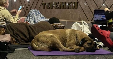 Як безпритульні тварини шукають притулку в київському метро під час обстрілів: фото