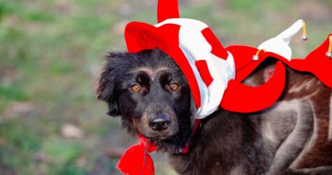 Holy Doggy: Halloween Edition — благодійний пікнік для собак і їхніх людей
