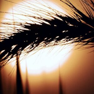 Da Pacem Domine: до Дня пам’яті жертв Голодоморів