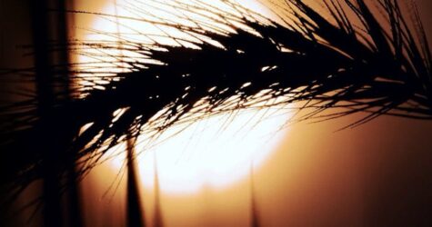 Da Pacem Domine: до Дня пам’яті жертв Голодоморів