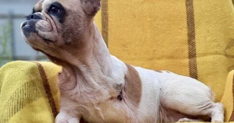 Animalism by UAnimals випустив іграшки-герої: прототипами стали реальні історії врятованих тварин