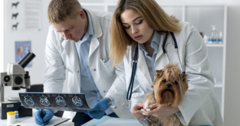 ШІ у ветеринарії: як технології змінюють діагностику і догляд за тваринами
