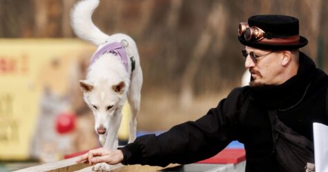 Собаки-терапевти та благодійність: у Києві відбувся незвичний Halloween-пікнік