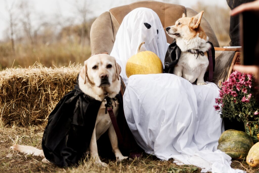 благодійний пікнік