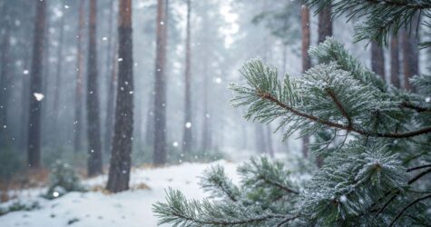 Коли випаде перший сніг та якою буде погода у листопаді та грудні 2025 року