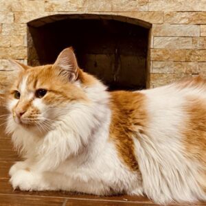 (не)котяча історія: як корм для тварин ледь не спровокував скандал у родині телеведучої