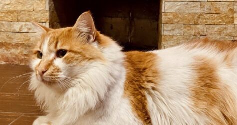 (не)котяча історія: як корм для тварин ледь не спровокував скандал у родині телеведучої